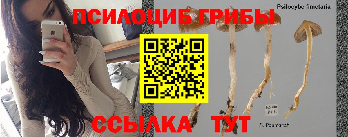 Псилоцибиновые грибы GOLDEN TEACHER Коломна
